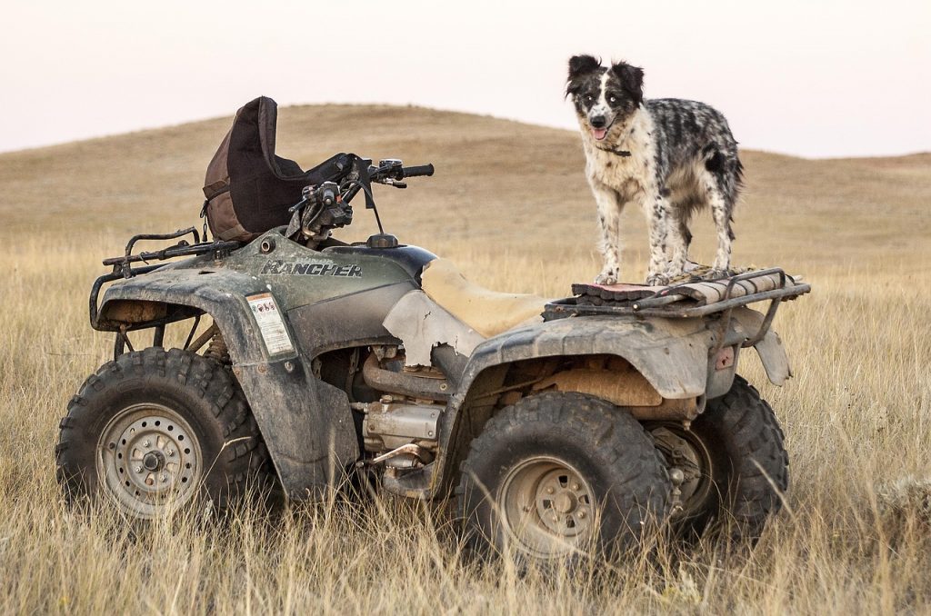 A muddy four-wheeler sits in a golden grass field with a happy dog standing proudly on the rear rack—capturing the rugged charm of rural life and the importance of wheeler registration to keep both your ride and adventures fully compliant.